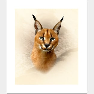 Caracal cat Posters and Art